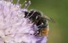 Bombus sp.
